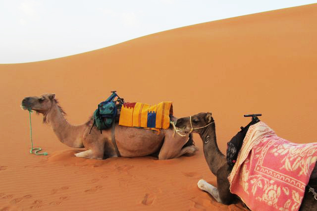 camel trekking in merzouga